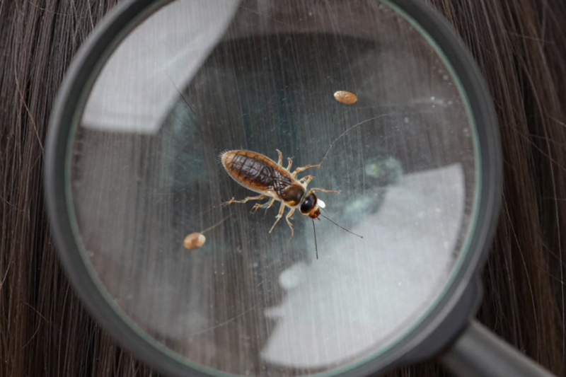 Why a Lice Magnifying Glass is Essential